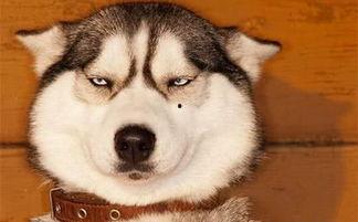 狗头吃瓜素材视频下载免费,萌态十足,免费素材视频带你笑翻天 第1张 狗头吃瓜素材视频下载免费,萌态十足,免费素材视频带你笑翻天 第1张